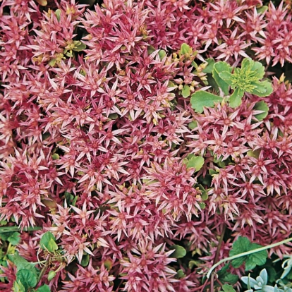 Sedum spurium