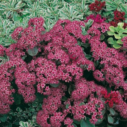 Sedum 'Vera Jameson'