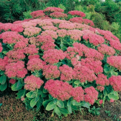 Sedum spectabile 'Brilliant'