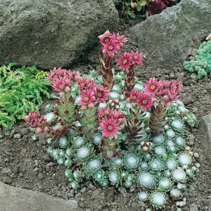 Sempervivum arachnoideum