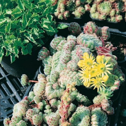 Sempervivum ciliosum var. borisii