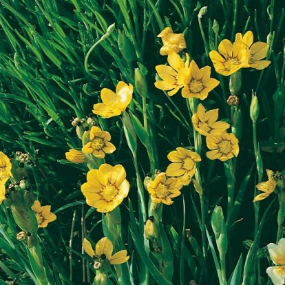 Sisyrinchium californicum