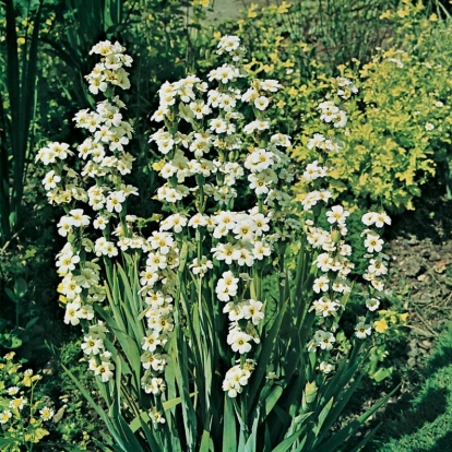 Sisyrinchium striatum