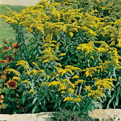 Solidago shortii