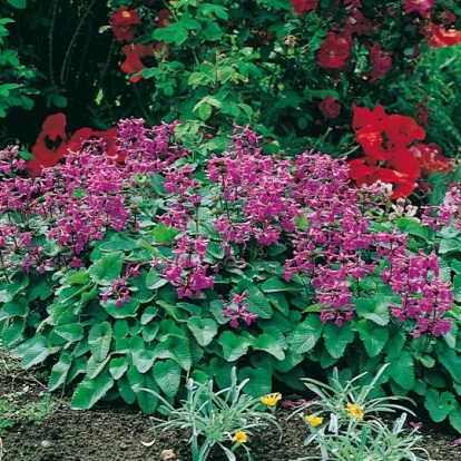 Stachys grandiflora 'Superba'