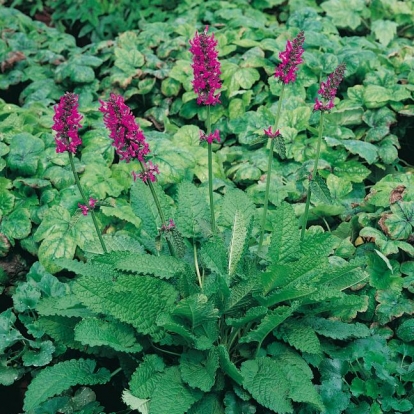 Stachys officinalis