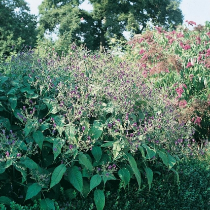 Strobilanthes atropurpureus