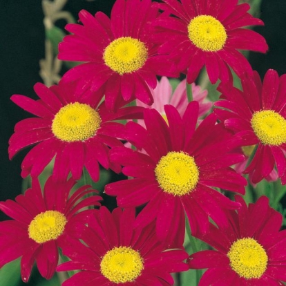 Tanacetum 'Robinson's Red'