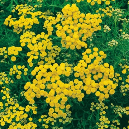 Tanacetum vulgare