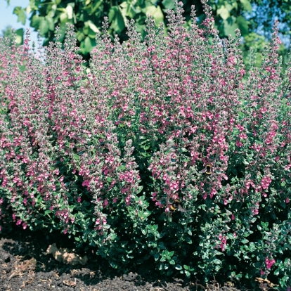 Teucrium x lucidrys