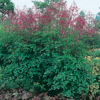 Thalictrum rochebrunianum