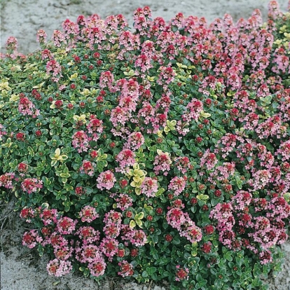 Thymus 'Doone Valley'