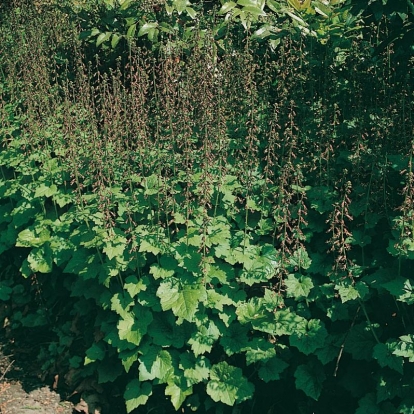 Tolmiea menziesii