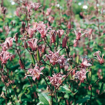 Tricyrtis formosana