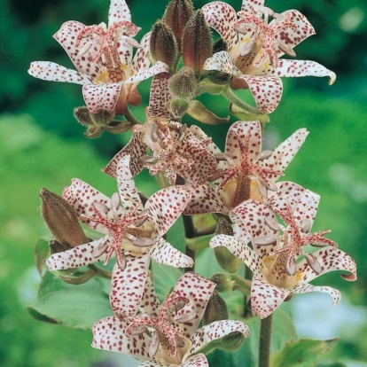 Tricyrtis hirta