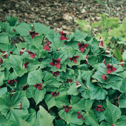 Trillium erectum