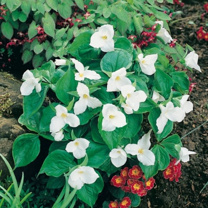 Trillium grandiflorum