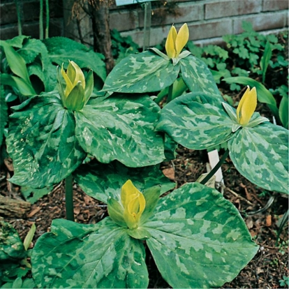 Trillium luteum