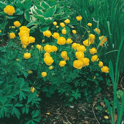 Trollius europaeus 'Superbus'