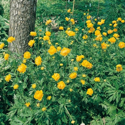 Trollius 'Etna'