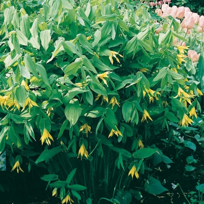 Uvularia grandiflora