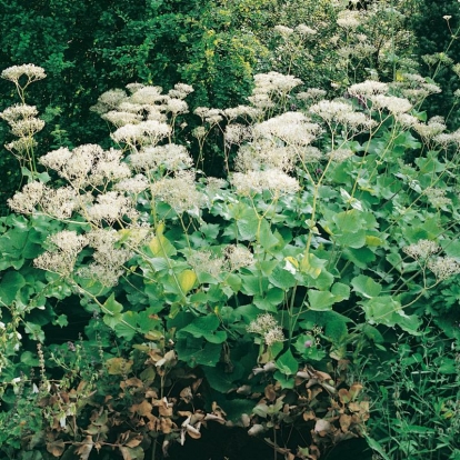 Valeriana alliariifolia