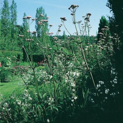 Valeriana officinalis