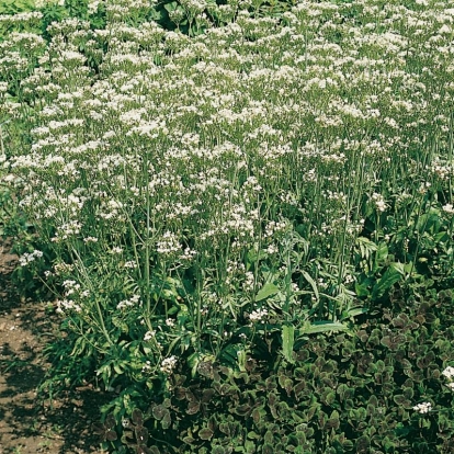 Valeriana phu 'Aurea'