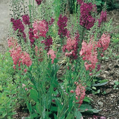 Verbascum phoeniceum