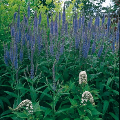 Veronica longifolia 'Blauriesin'