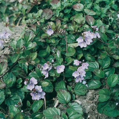 Veronica petraea 'Madame Mercier'