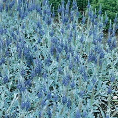 Veronica spicata ssp. incana