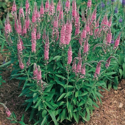 Veronica spicata 'Erika'