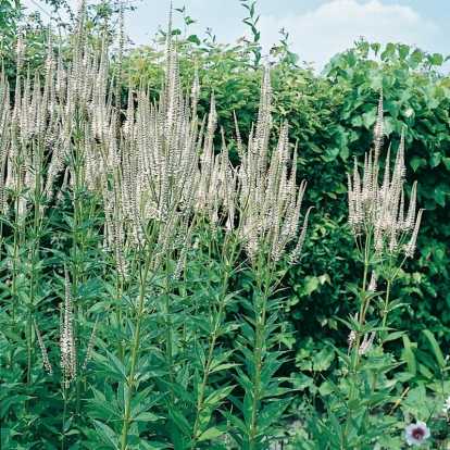 Veronicastrum virginicum 'Album'