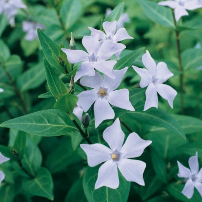 Vinca difformis