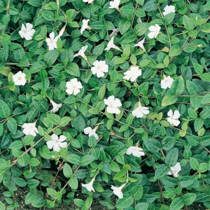 Vinca minor 'Alba'