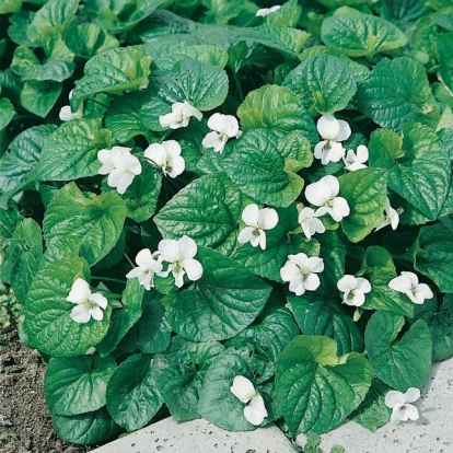 Viola sororia 'Albiflora'