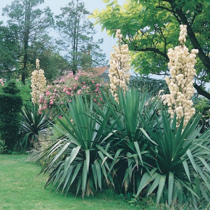 Yucca gloriosa