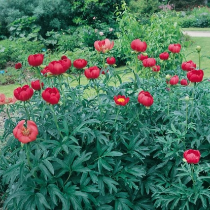 Paeonia peregrina 'Otto Froebel'