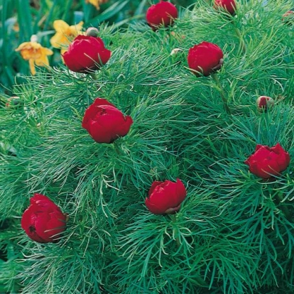 Paeonia tenuifolia