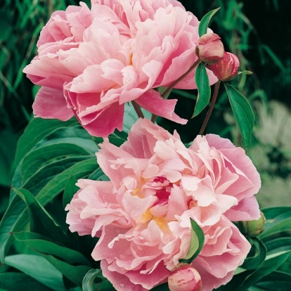 Paeonia lactiflora 'Catharina Fontijn'