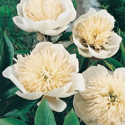 Paeonia lactiflora 'Carrara'