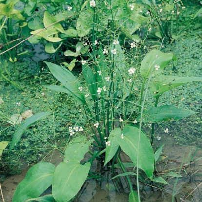 Alisma plantago-aquatica