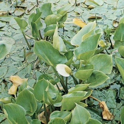 Calla palustris