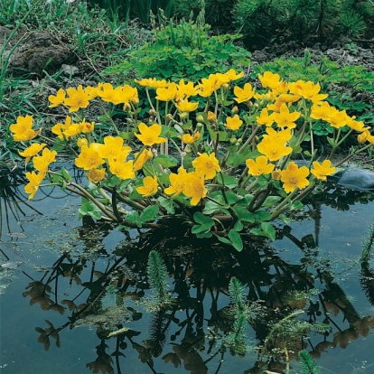 Caltha palustris