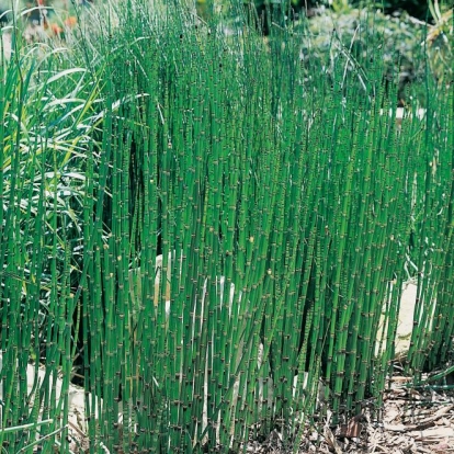 Equisetum hyemale