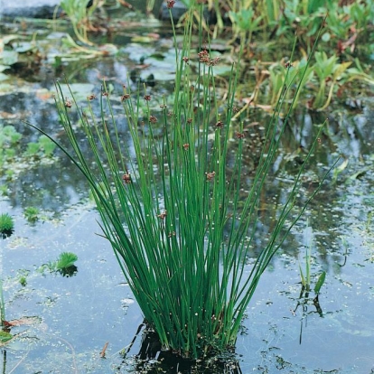 Juncus effusus