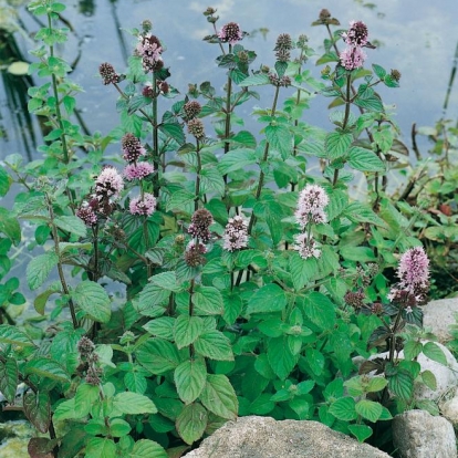 Mentha aquatica