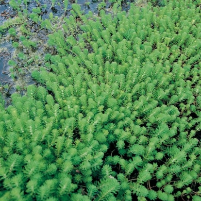 Myriophyllum aquaticum