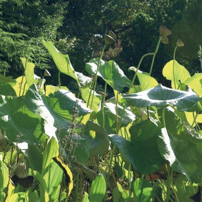 Nelumbo nucifera